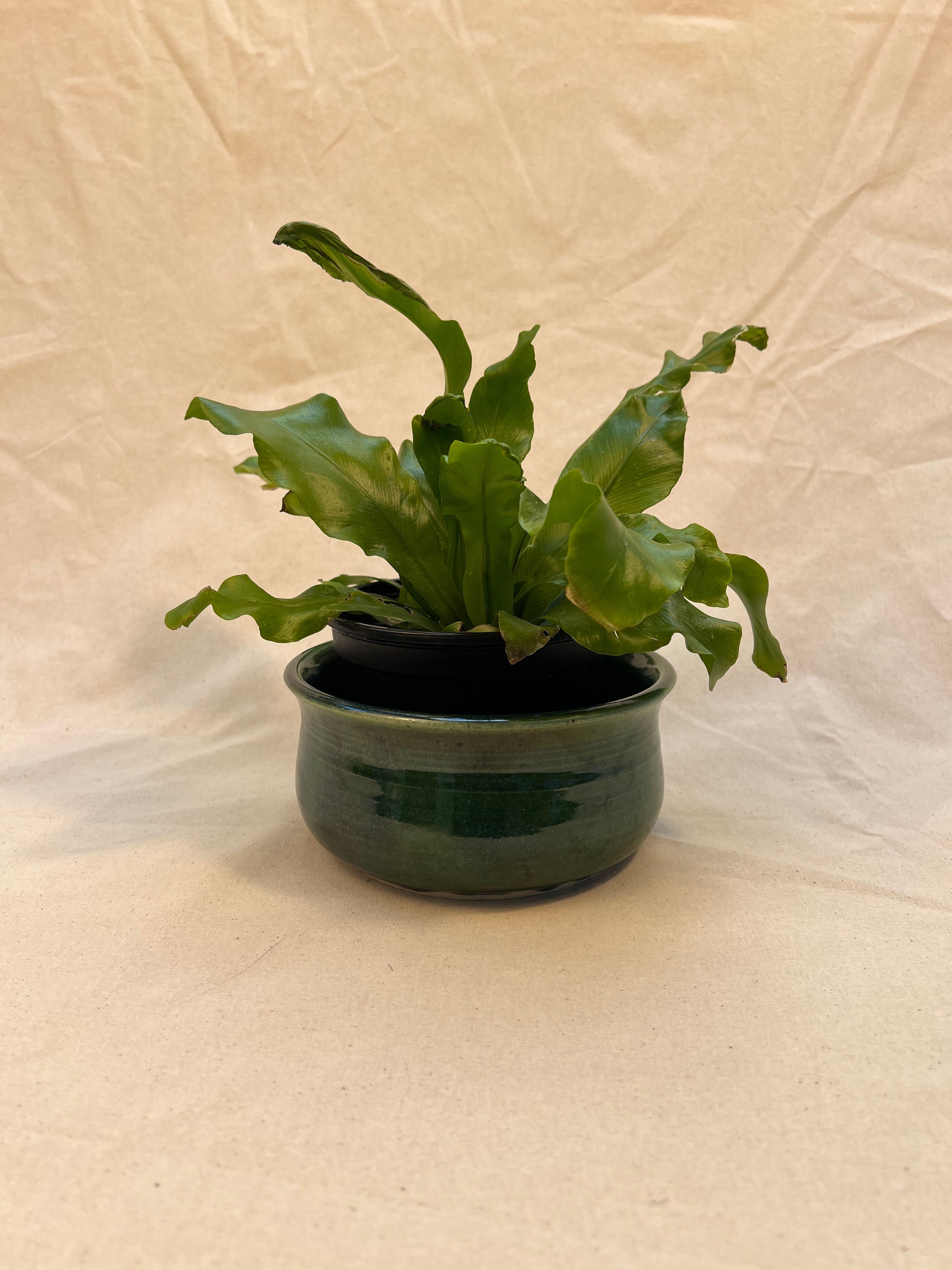 PLANT POTS
