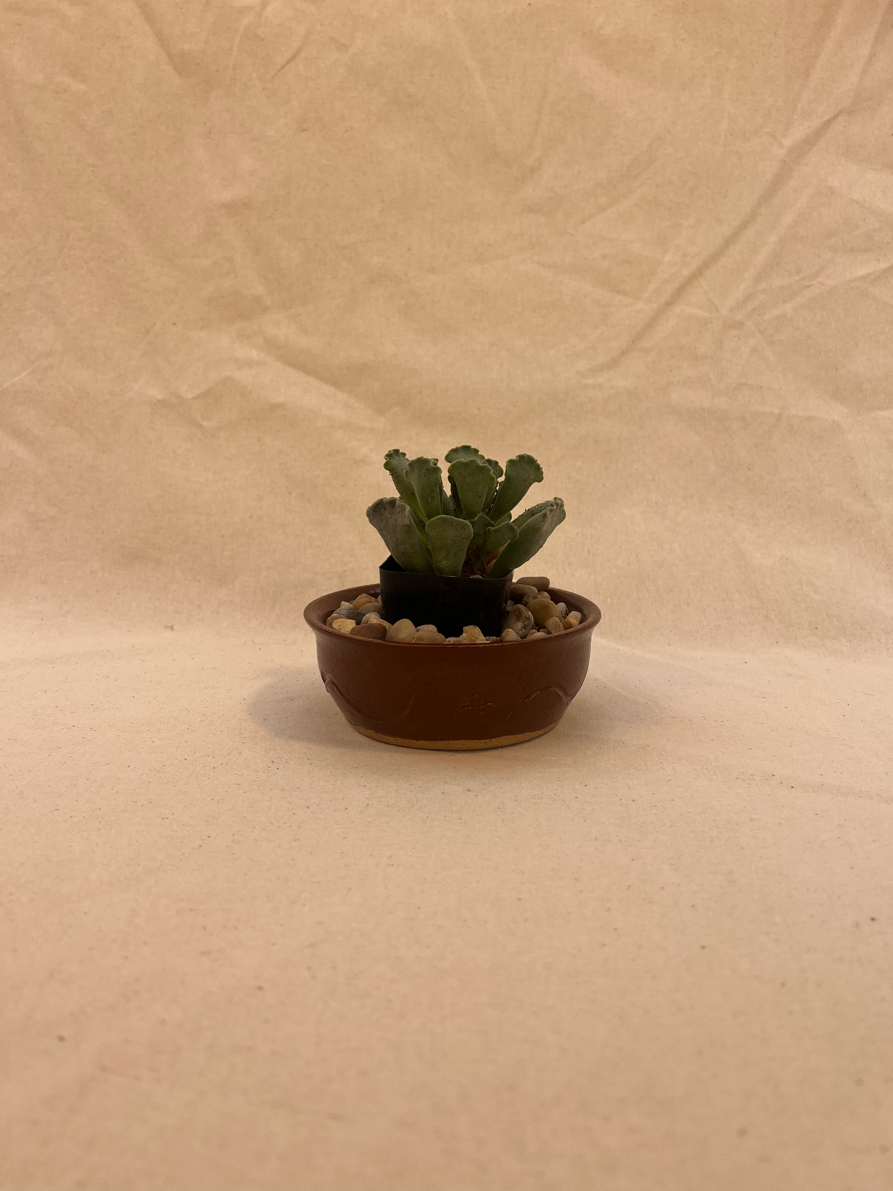 carved plant pot image 0