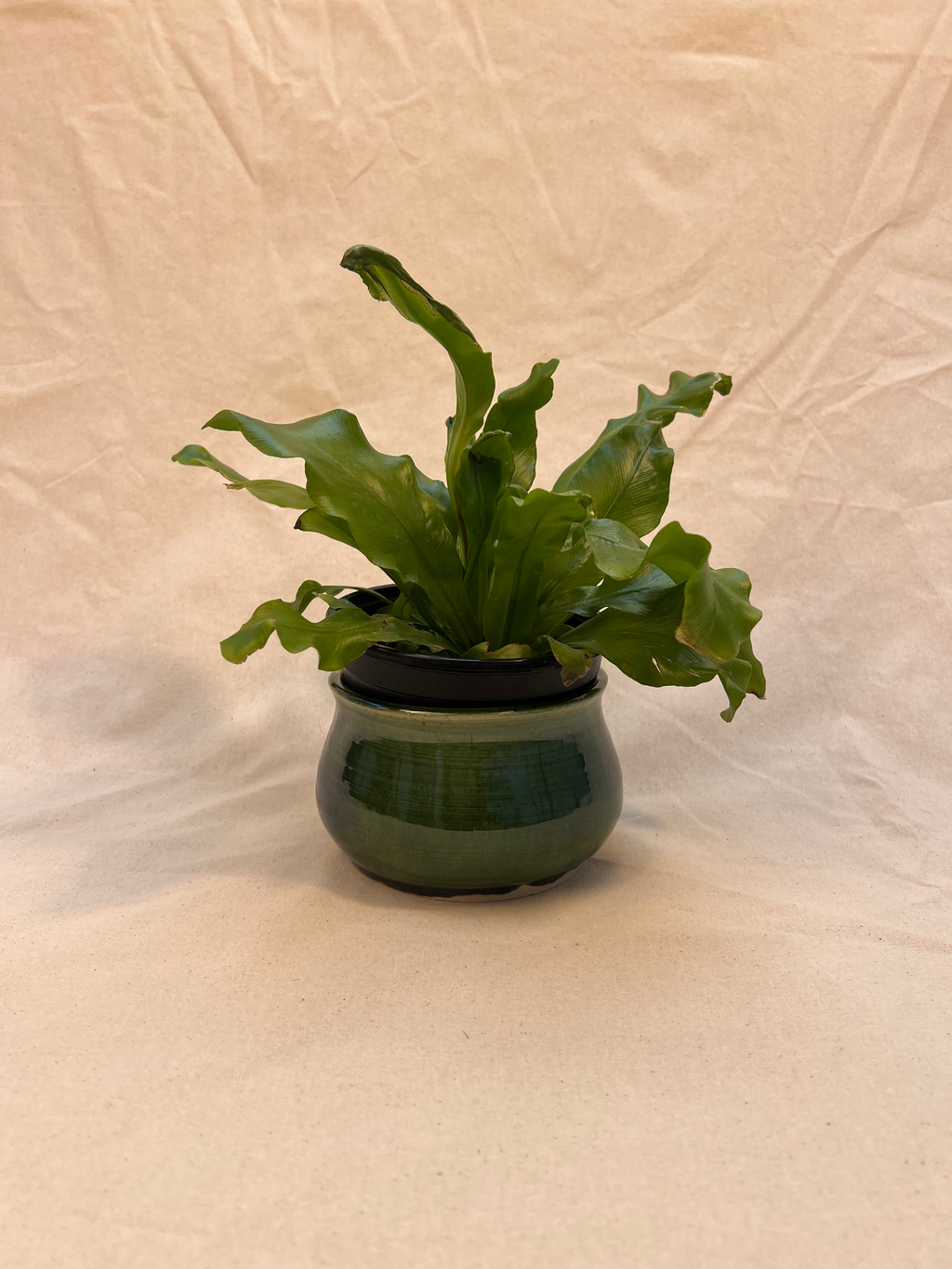 plant pot image 0