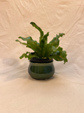 plant pot image 0