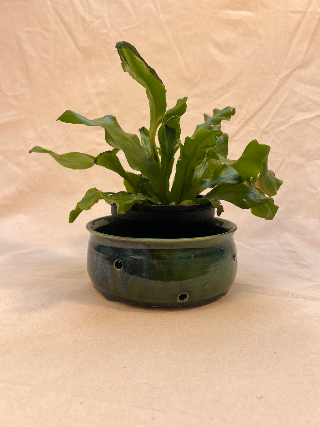plant pot ~ colander image 0