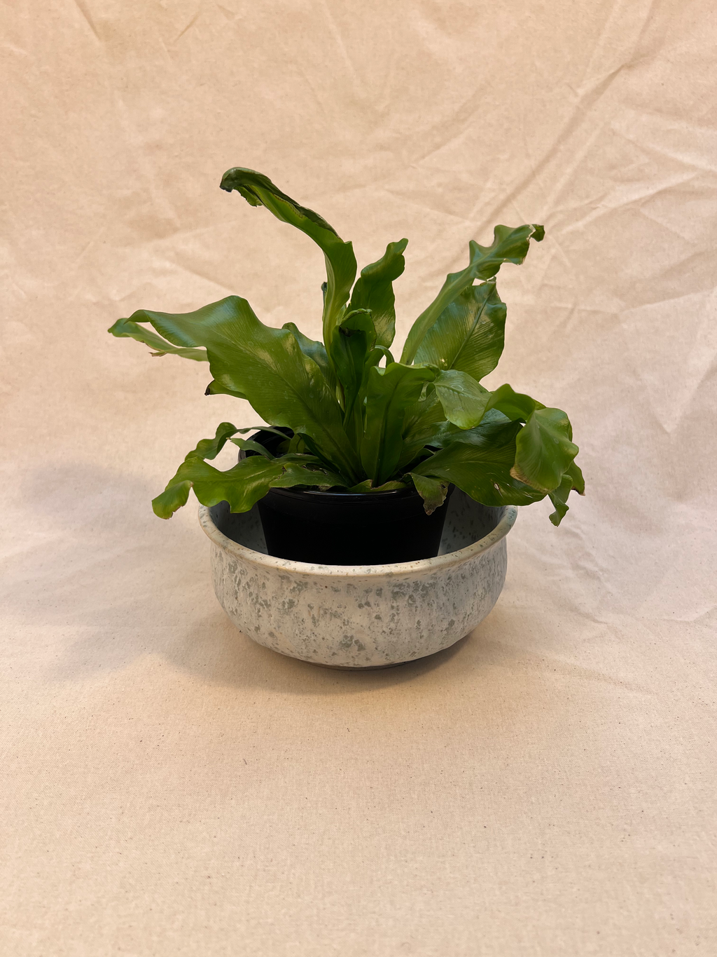 plant pot image 0