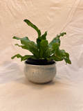 plant pot image 0