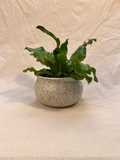 speckled dish image 0