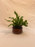 plant pot image 0