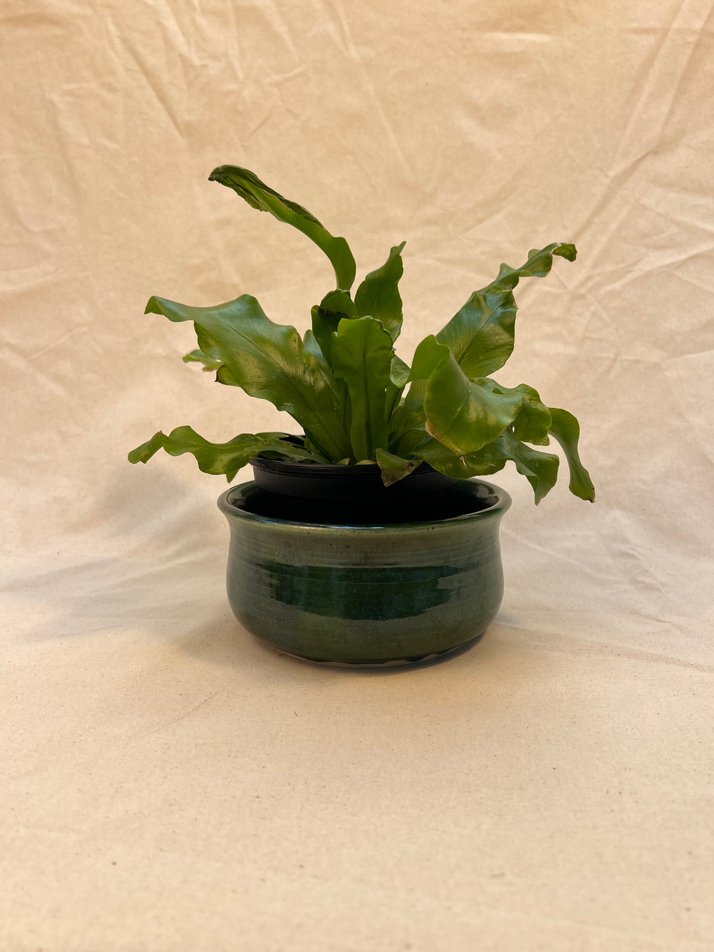 plant pot image 0