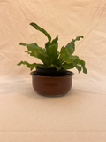 plant pot image 0