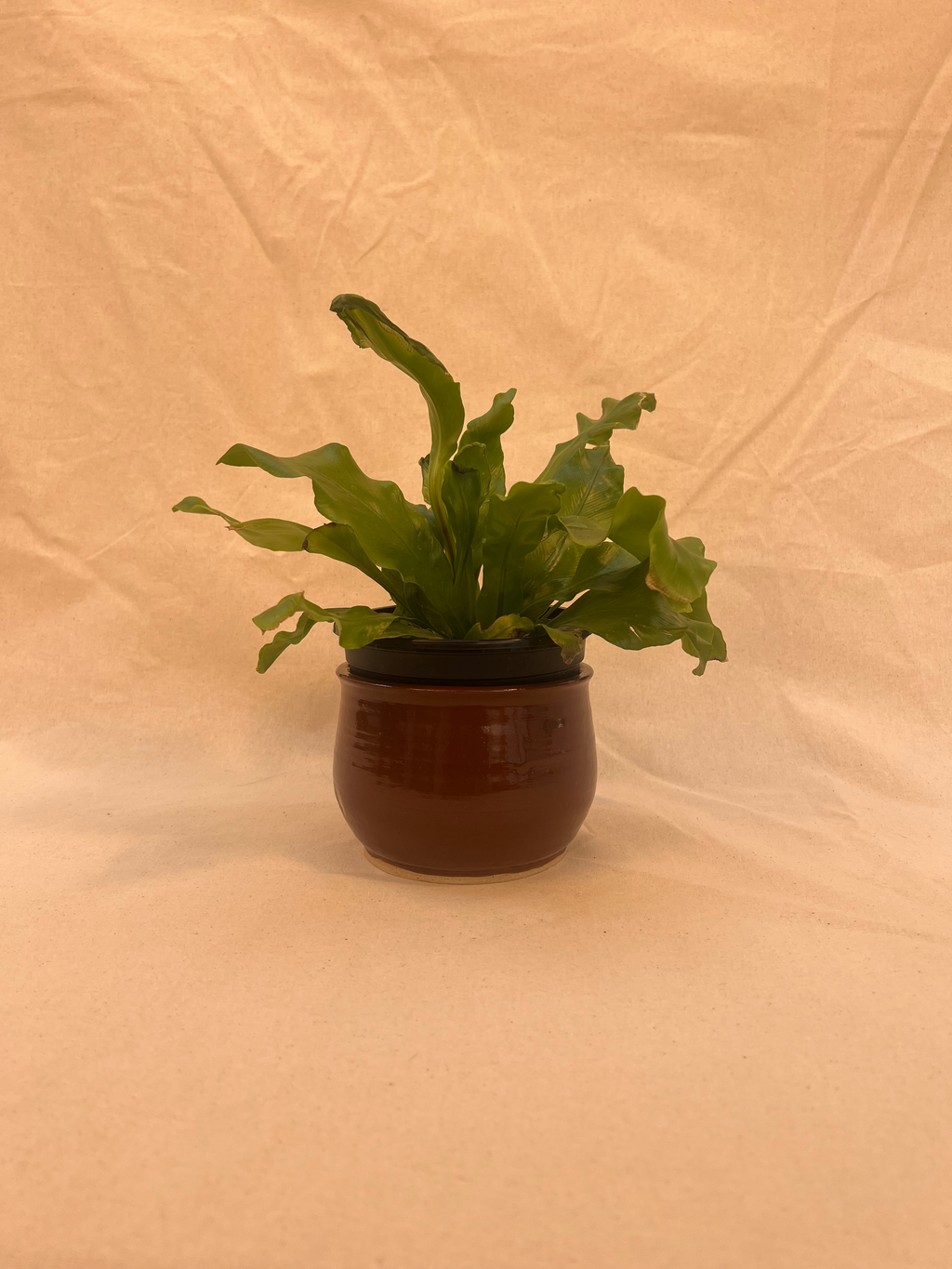 plant pot image 0
