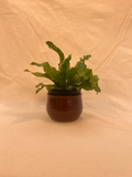 plant pot image 0